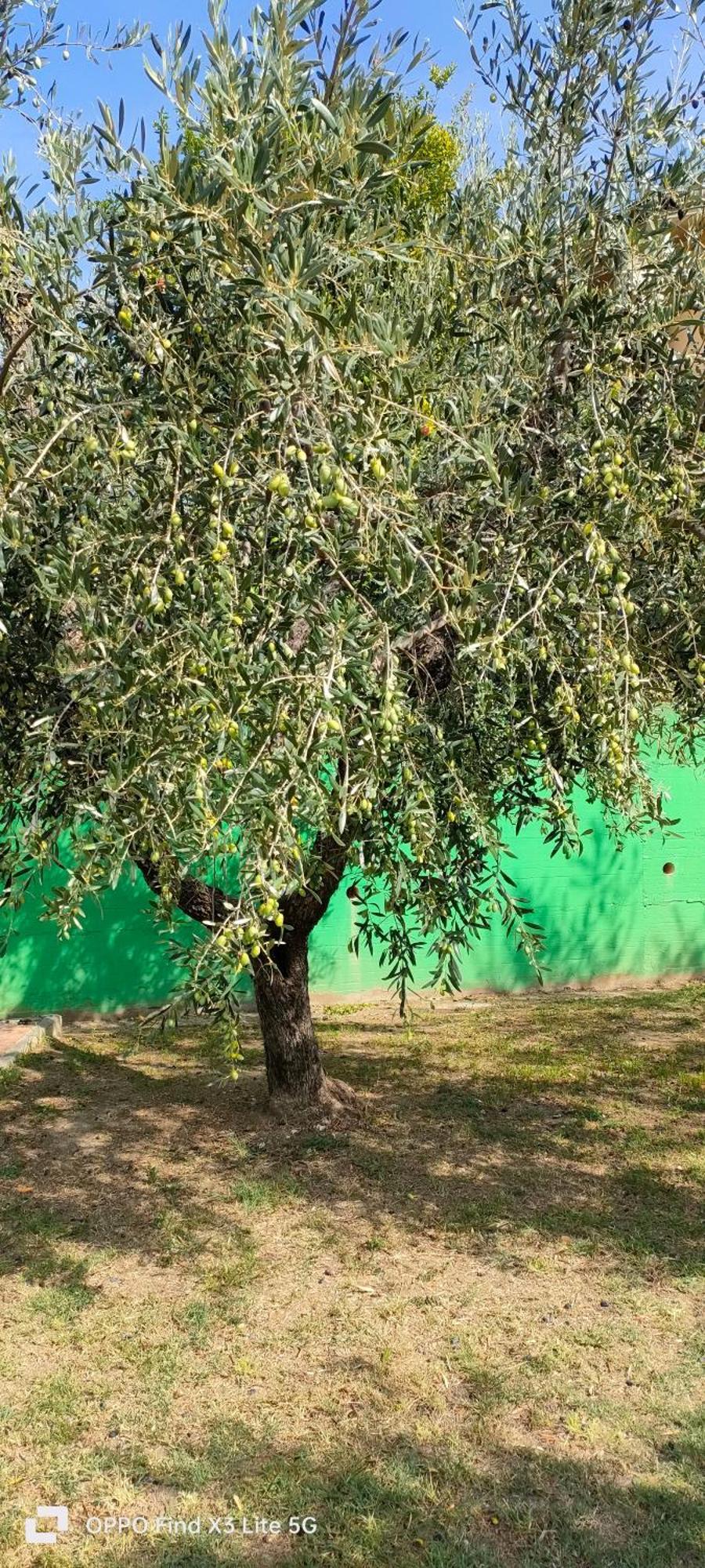 La Tenuta Di Eva 比萨 外观 照片